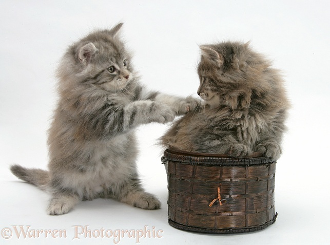 Maine Coon kittens playing with a basket, white background