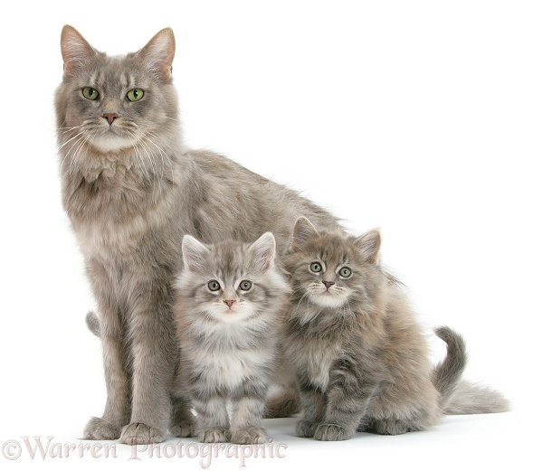 Maine Coon mother cat, Serafin, and two kittens, 7 weeks old, white background