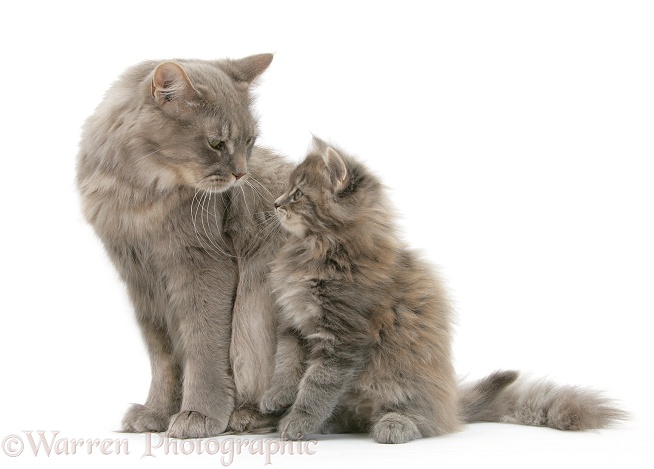 Maine Coon mother cat, Serafin, and kitten, 7 weeks old, looking lovingly at each other, white background
