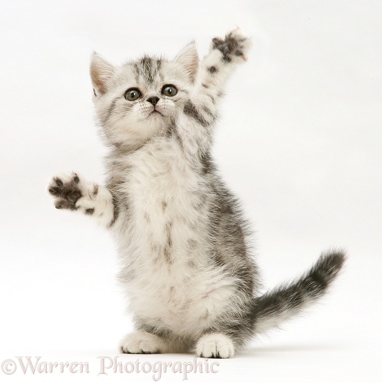 Silver tabby kitten reaching out and swiping with a paw, white background
