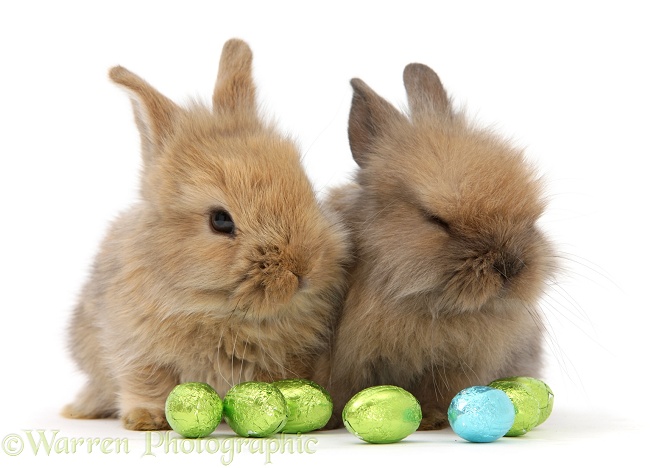 Two baby Lionhead-cross rabbits with Easter eggs, white background