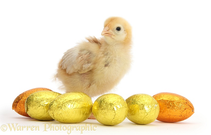 Yellow bantam chick with Easter eggs, white background