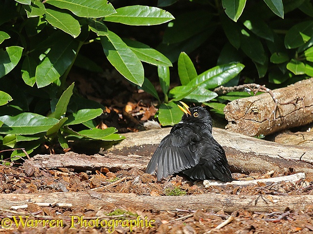 Blackbird (Turdus merula) male sun bathing