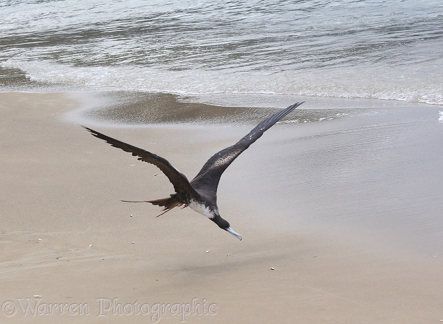Magnificent Frigatebird (Fregata magnificens) about to snatch small fish off the beach