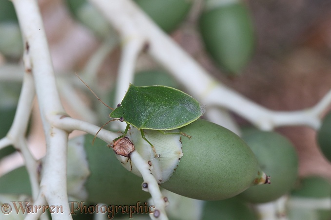 Green Shieldbug (Hemiptera) on fruit of the Royal Palm (Roystonea regia)