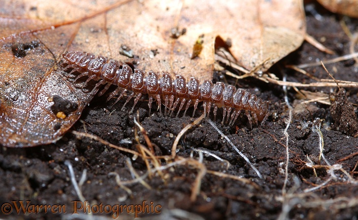 Millipede (Polydesmus complanatus) among leaf litter