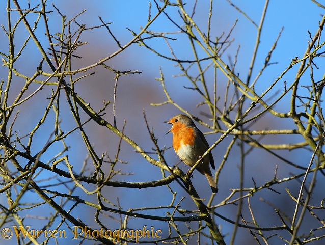 Robin (Erithacus rubecula) singing