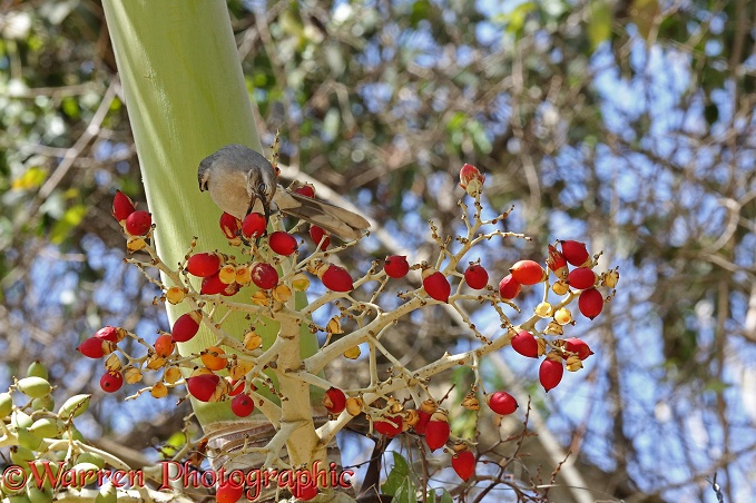 Tropical Mockingbird (Mimus gilvus) feeding on fruit of Royal Palm (Roystonea regia)