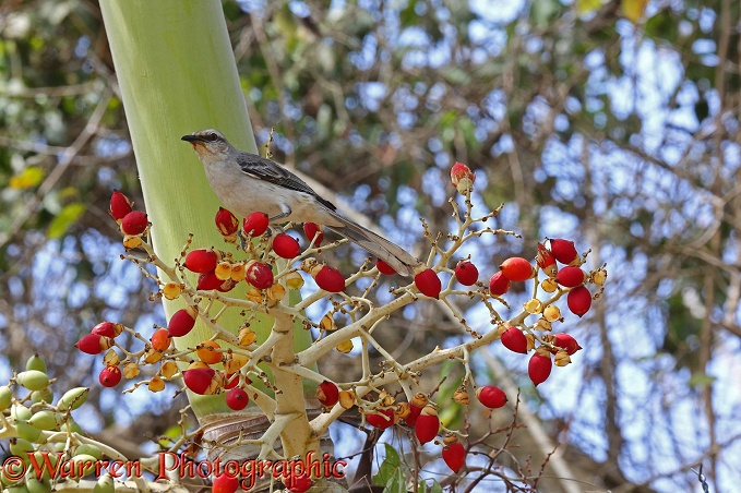 Tropical Mockingbird (Mimus gilvus) on fruit of Royal Palm (Roystonea regia)