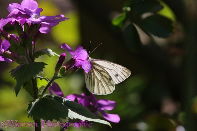 Green-veined White Butterfly (Artogeia napi) feeding on Honesty