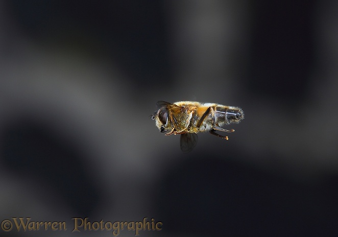 Hoverfly or Drone Fly (Eristalis tenax) male hovering on the lookout for females