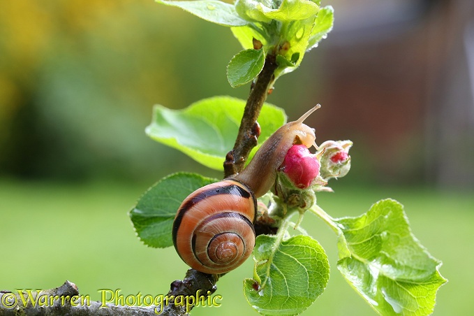 Brown-lipped Banded Snail (Cepaea nemoralis) on apple