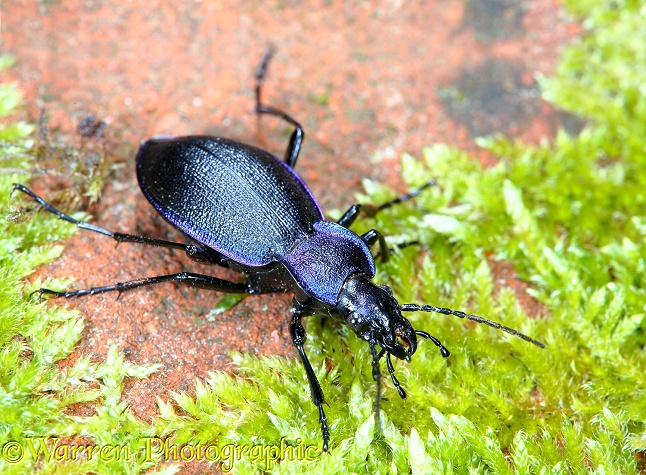 Violet Ground Beetle (Carabus violaceus)