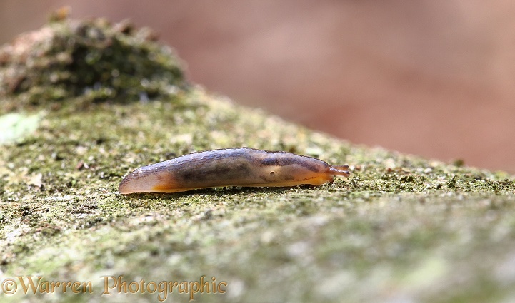 Chestnut Slug (Deroceras invadens) on a branch, leaving a trail of slime