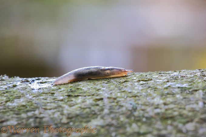 Chestnut Slug (Deroceras invadens) on a branch, leaving a trail of slime