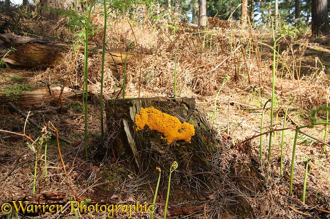 Yellow Slime Mould (Fuliga septica) growing on a rotting pine stump