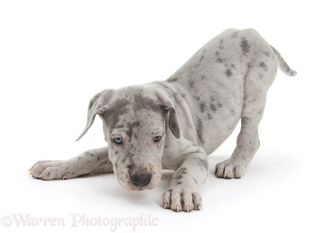 Great Dane puppy in play-bow stance, white background