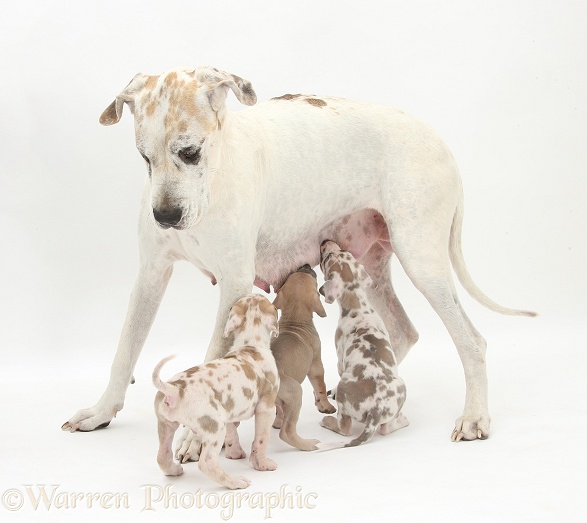 Great Dane bitch, Tia, with suckling pups, white background