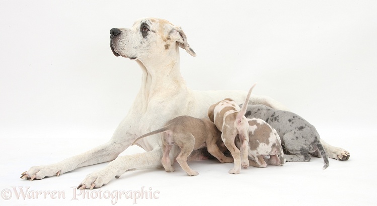 Great Dane bitch, Tia, with suckling pups, white background