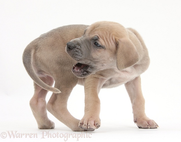 Great Dane puppy trying to catch her tail, white background
