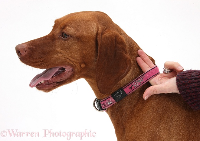 Using two fingers to check that the collar is correctly fitted on Hungarian Vizsla, white background