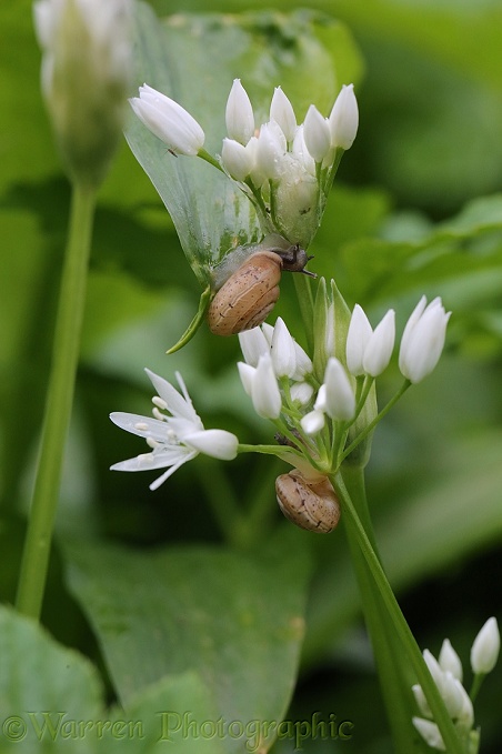 Grassland Snail (Helicella itala) on Wild Garlic or Ramsons