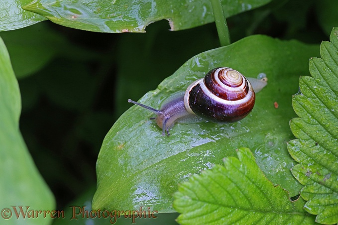 White-lipped Banded Snail (Cepaea  hortensis) on Wild Garlic or Ramsons