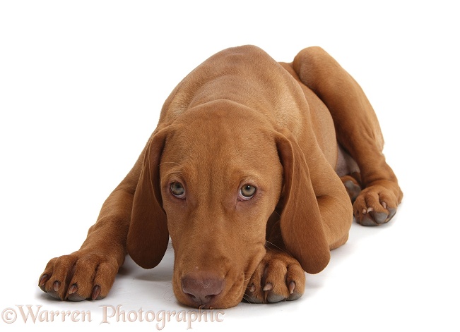 Hungarian Vizsla puppy, 13 weeks old, lying with chin on floor, white background