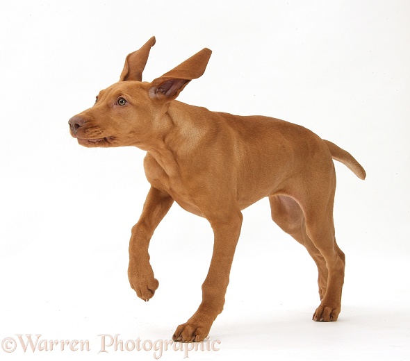 Hungarian Vizsla puppy, 13 weeks old, running with ears flapping, white background