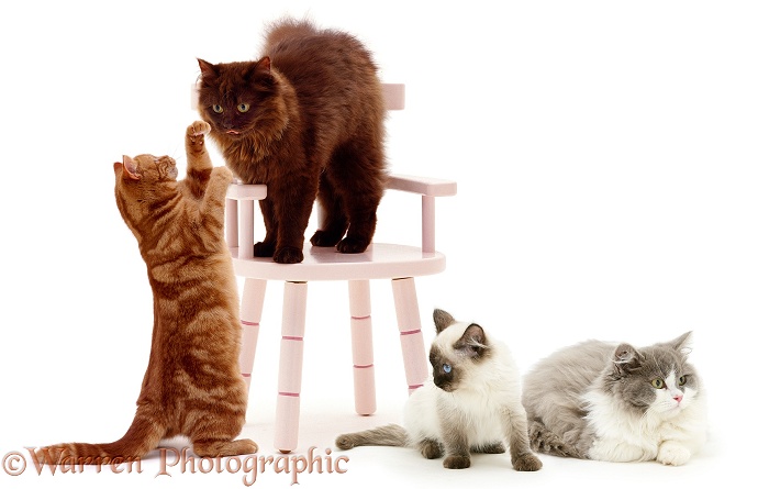 Group of Cats around a child's chair, white background