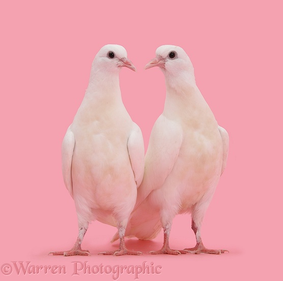 Two white doves on pink background