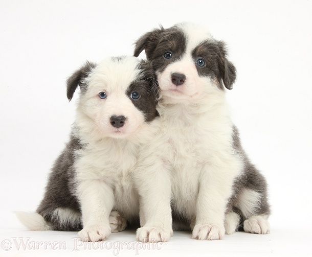 Two blue-and-white Border Collie pups, white background