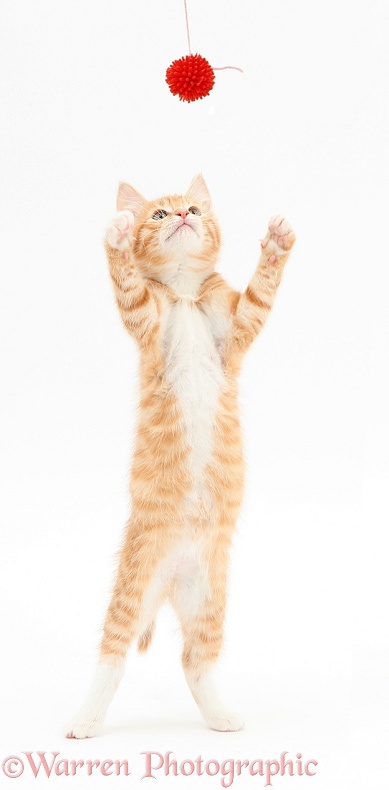 Ginger kitten, Tom, 9 weeks old, grasping a toy, white background