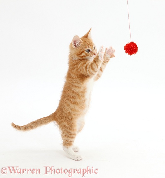 Ginger kitten, Tom, 9 weeks old, grasping a toy, white background