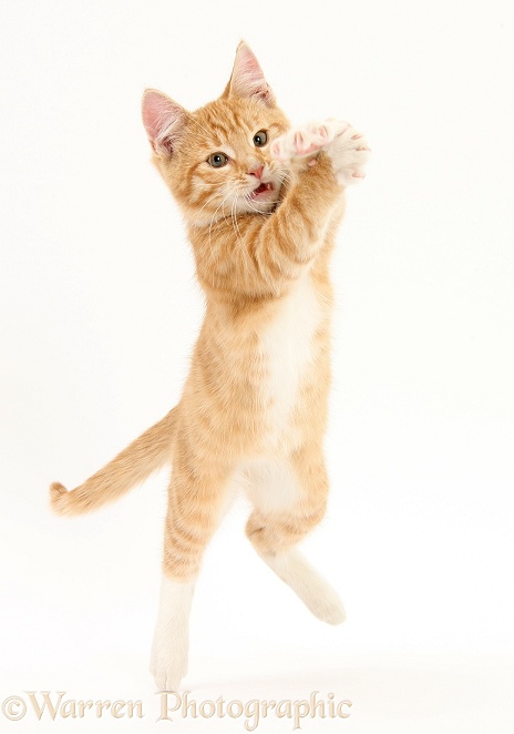 Ginger kitten, Tom, 3 months old, leaping and grasping, white background