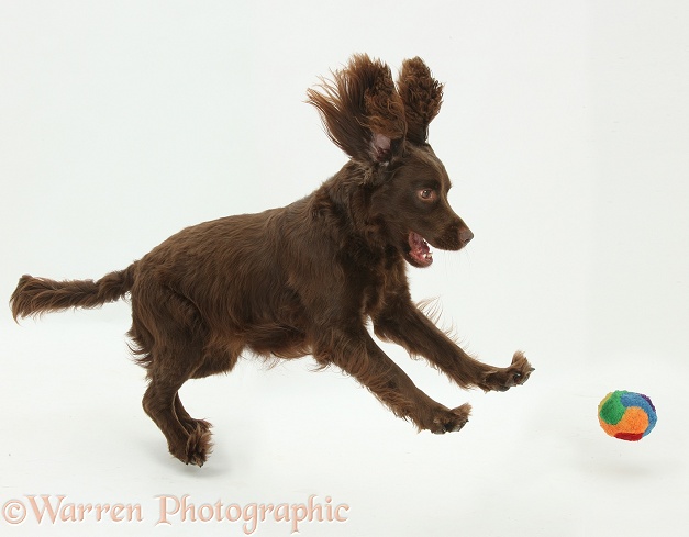 Chocolate Cocker Spaniel, 4 years old, leaping for a ball, white background