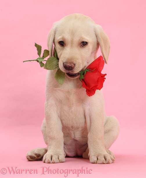 Yellow Labrador Retriever bitch pup, 10 weeks old, with a red rose