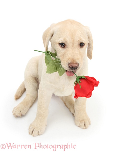 Yellow Labrador Retriever bitch pup, 10 weeks old, holding a red rose, white background