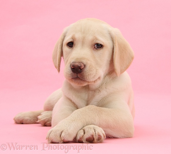 Yellow Labrador Retriever bitch pup, 10 weeks old, with crossed paws