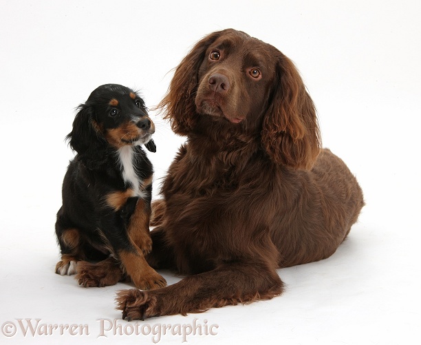 Chocolate working Cocker Spaniel, 4 years old, and tricolour pup, 9 weeks old, white background