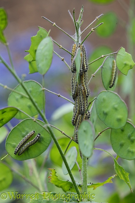 Large White Butterfly (Pieris brassicae) caterpillars on Honesty (Lunaria aunnua) waiting to moult to final instar