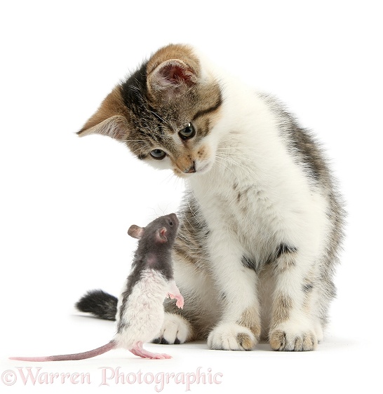 Tabby-and-white kitten and baby rat, white background