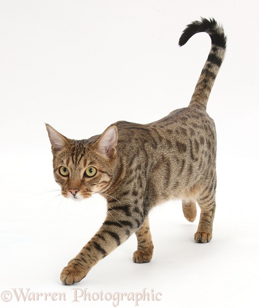 Bengal male cat stalking, white background
