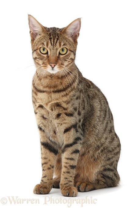 Bengal male cat sitting, white background