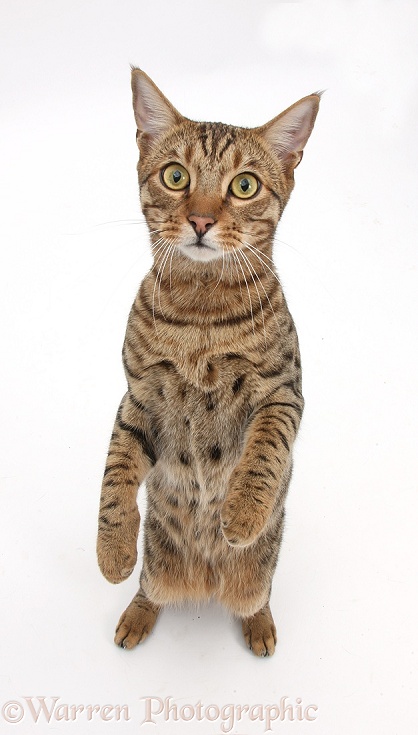 Bengal male cat standing up, white background
