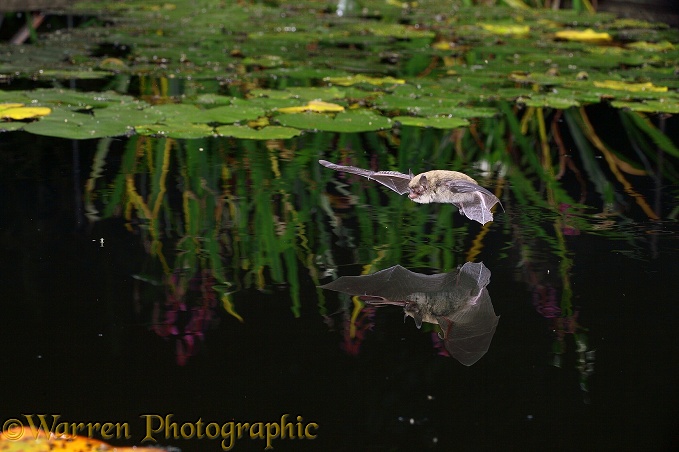 Pipistrelle Bat (Pipistrellus pipistrellus) flying over water