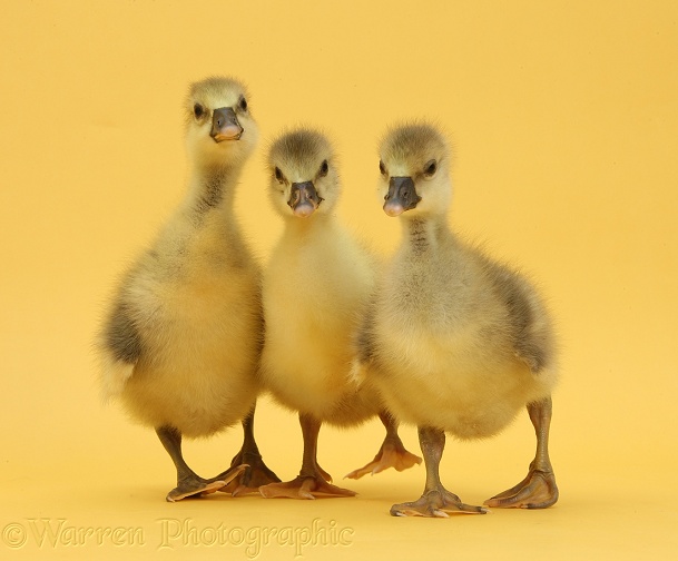 Three Embden x Greylag Goslings on yellow background