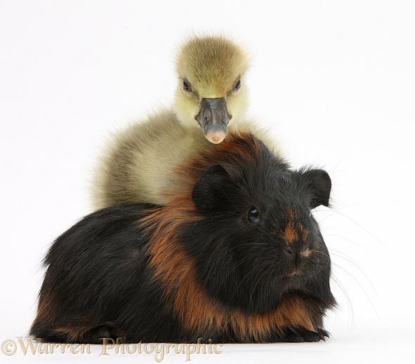 Cute Gosling and baby Guinea pig, white background