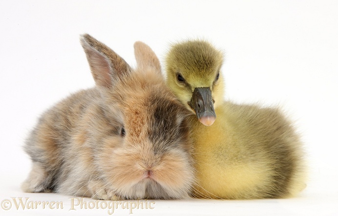 Cute Gosling and baby bunny, white background