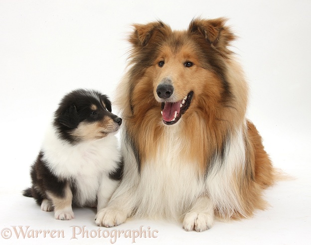 Sable Rough Collie dog, and tricolour puppy, 7 weeks old, white background